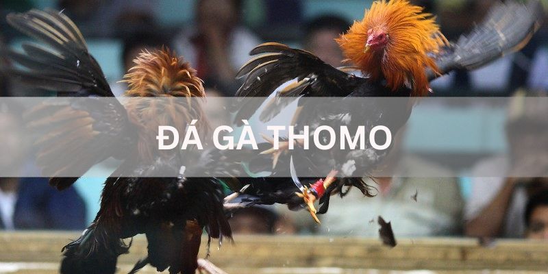 đá gà thomo gk88