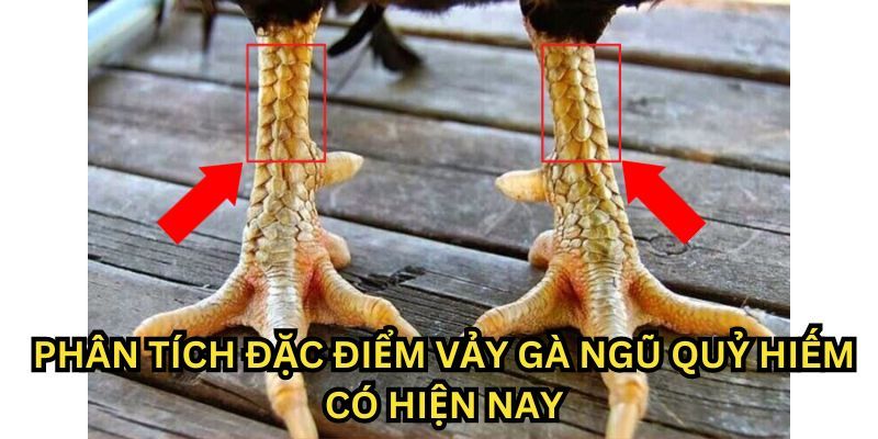 Đặc điểm và ý nghĩa phong thủy của vảy quý