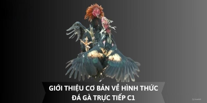 Khám phá thông tin về đá gà trực tiếp C1